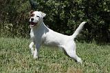 PARSON RUSSEL TERRIER 146